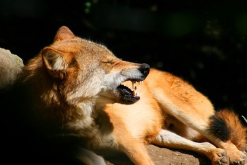 zähnefletschender Wolf