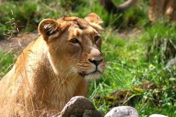 Naklejka premium Löwin genießt Sonne