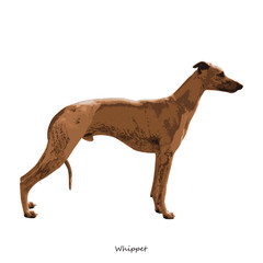 Whippet, dog breed illustration