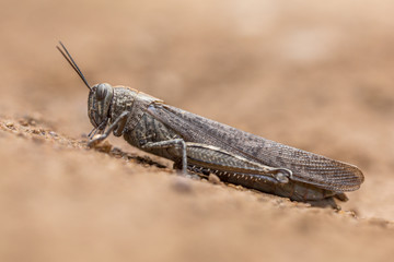Migratory locust on neutral background