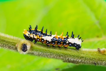 Young Common Mime caterpillar