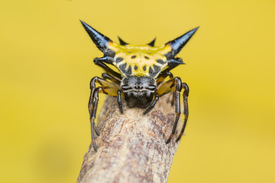 Hasselt's spiny spider - Gasteracantha cf. hasselti