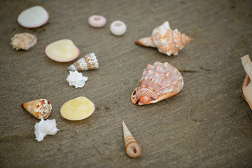 Fototapeta na wymiar Various seashells on the sand.