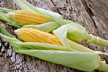 Sweet corn closeup