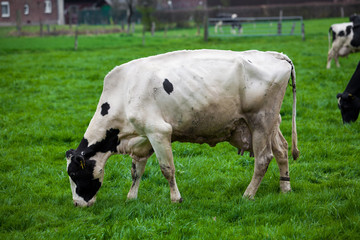 Cow in the field
