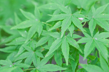 Close - up Green maple leaf in summer season