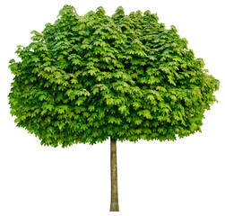 Acer platanoides 'Globosum' (Kugel-Ahorn) Freigestellt,isoliert - obrazy, fototapety, plakaty