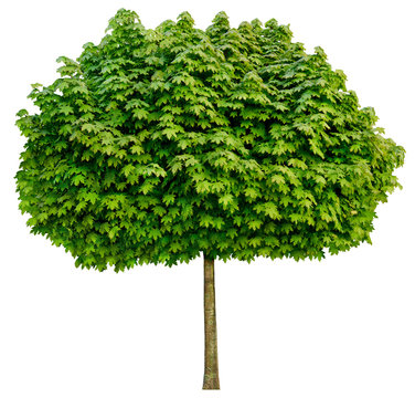 Acer platanoides 'Globosum' (Kugel-Ahorn) Freigestellt,isoliert