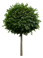 Tilia euchlora (Krim-Linde) Freigestellt,isoliert