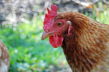 Chicken in garden
