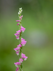 桃色のネジバナ