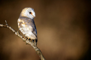 Wild barn owl resting on a tree branch