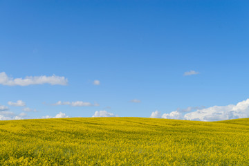 Blue sky and yellow canola field