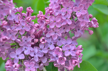 Syringa lilac flowers close up