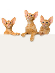 Drei Kätzchen blicken über eine Wand