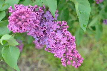 Fototapeta na wymiar Syringa lilac flowers close up