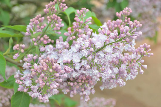 Syringa lilac flowers close up