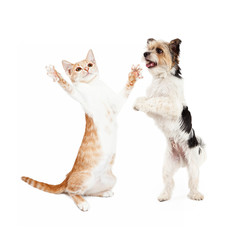 Kitten and Dog Dancing Together