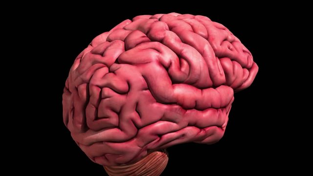 3D medical animation: brain featuring limbic system