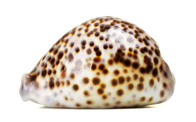 Sea Shell
