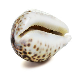 Sea Shell