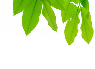 green tree leaf on white background