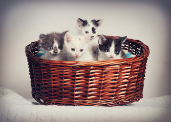 Fototapeta na wymiar little kittens in a basket
