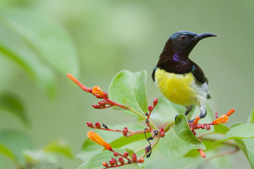 Purple-rumped Sunbird  in Sri Lanka