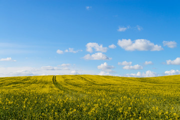 Obraz premium Way in rape field
