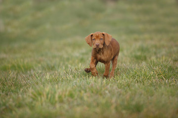 Magyar Vizsla, Hungarian Short-Haired Pointing Dog, puppy, running on meadow