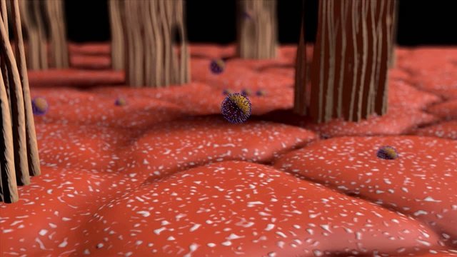 3D medical animation explaining the influenza virus and the function of neuraminidase inhibitors.
Part 2: one virus cell penetrating a epithelial cell