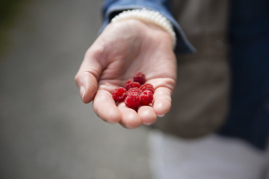 Woman's hand holding red blackberries