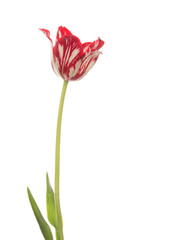 unusual red-white tulip