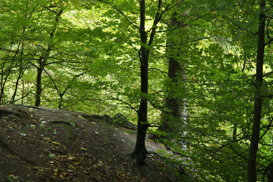 Fototapeta hillside forest in Germany