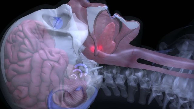 3D medical animation showing the anatomy of the human nose and explaining several reasons for snoring. Part3