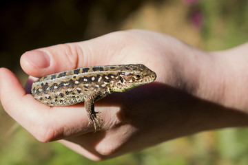 Lizard basking in the sun, but it was caught by surprise and caught.
