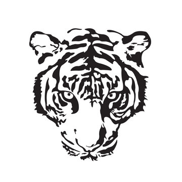 Tiger Face On White Background