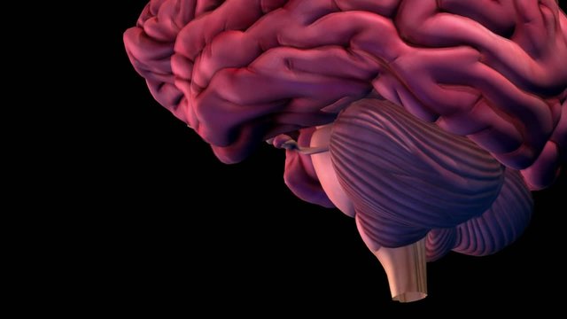 3D medical animation: ceramic porcelain female head dissolves to skull dissolves to brain featuring cerebellum