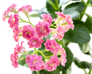 Pink flowers of Kalanchoe plant with green leaves isolated on white