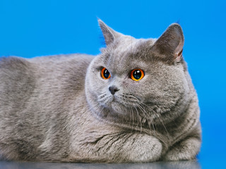British Shorthair Cat