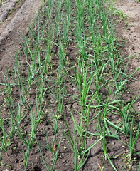 Onion field