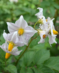 Potato flowers