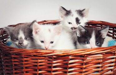 Fototapeta na wymiar little kittens sleeping in a basket
