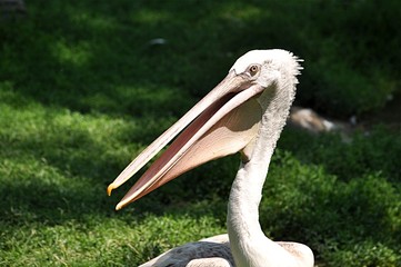 Detailed view of a bird - pelican