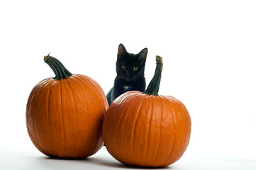 black cat with pumpkins