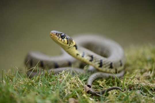 Grass snake on a meadow