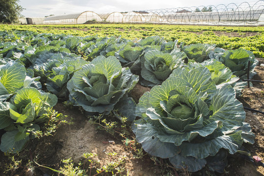 Greece, cabbage field