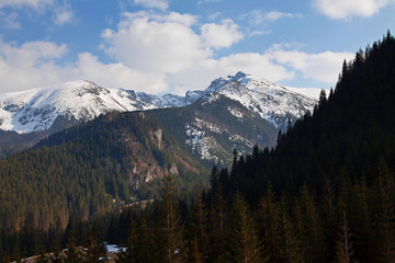 Mountain snowy landscape with pine trees