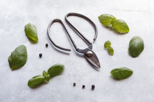 Fresh Basil With Shear And Peppercorns