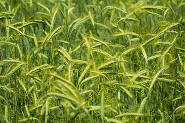 barley field closeup